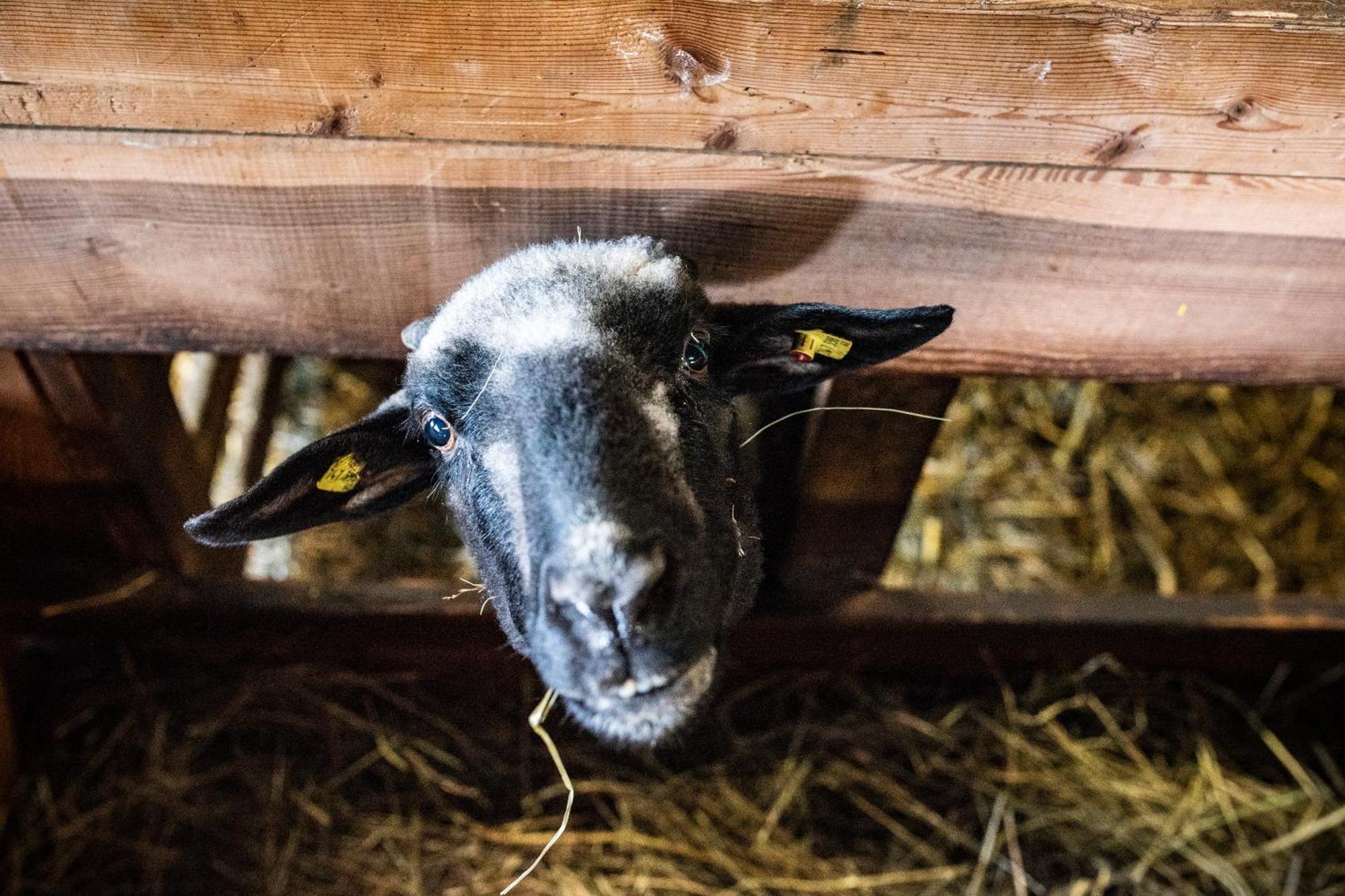 Beim Untertimmeltaler Lägenhet Matrei in Osttirol Exteriör bild