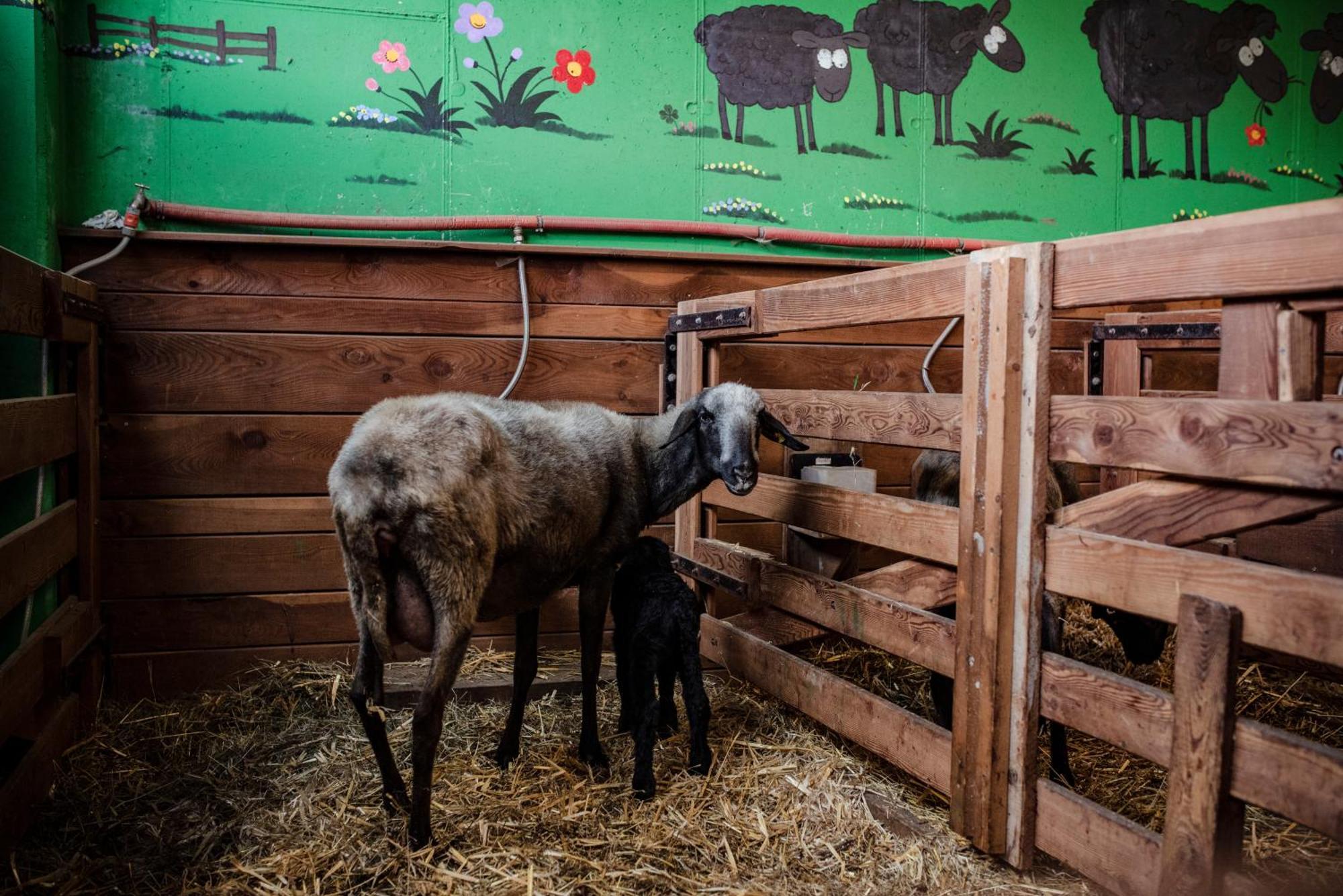 Beim Untertimmeltaler Lägenhet Matrei in Osttirol Exteriör bild